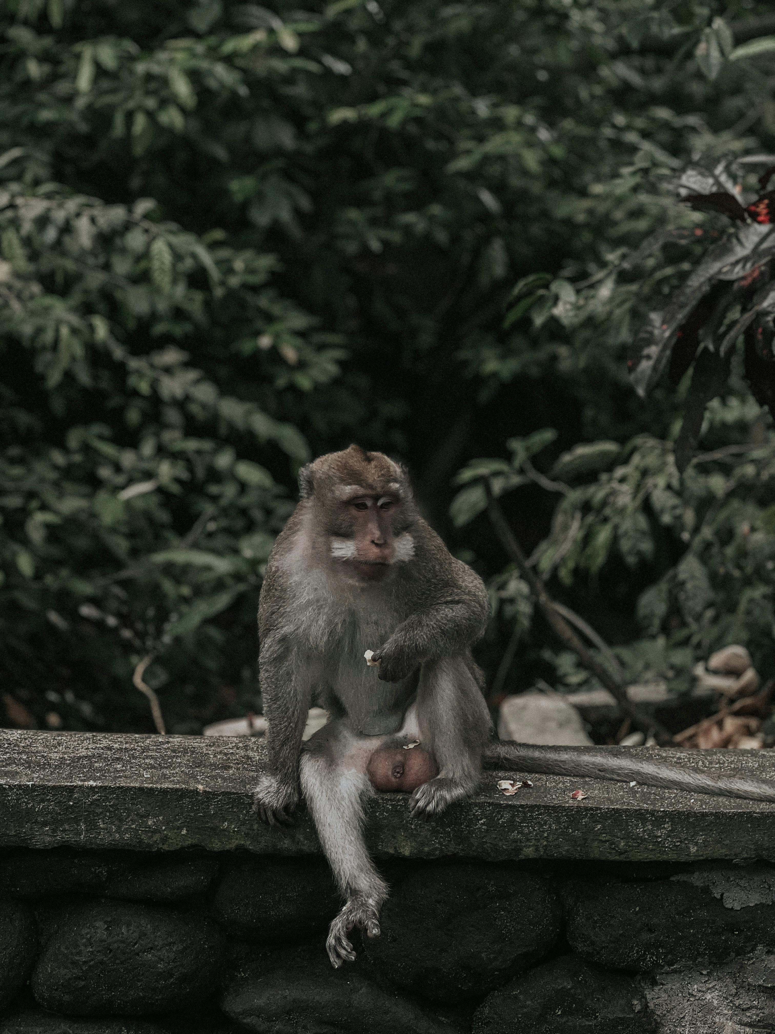 A long-tailed macaque sits on a stone wall in a lush Bali jungle setting.