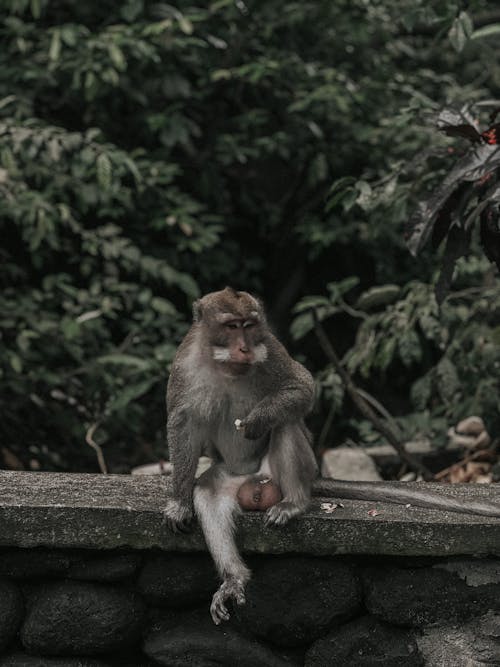 Fotobanka s bezplatnými fotkami na tému opica, rastliny, sedenie