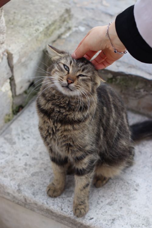Free A relaxed tabby cat being petted by a human hand in İstanbul, Türkiye. Stock Photo