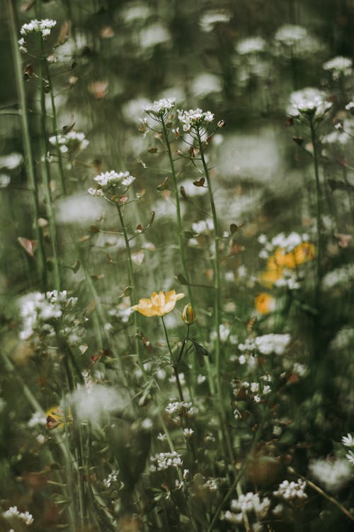 Základová fotografie zdarma na téma detail, flóra, jemný