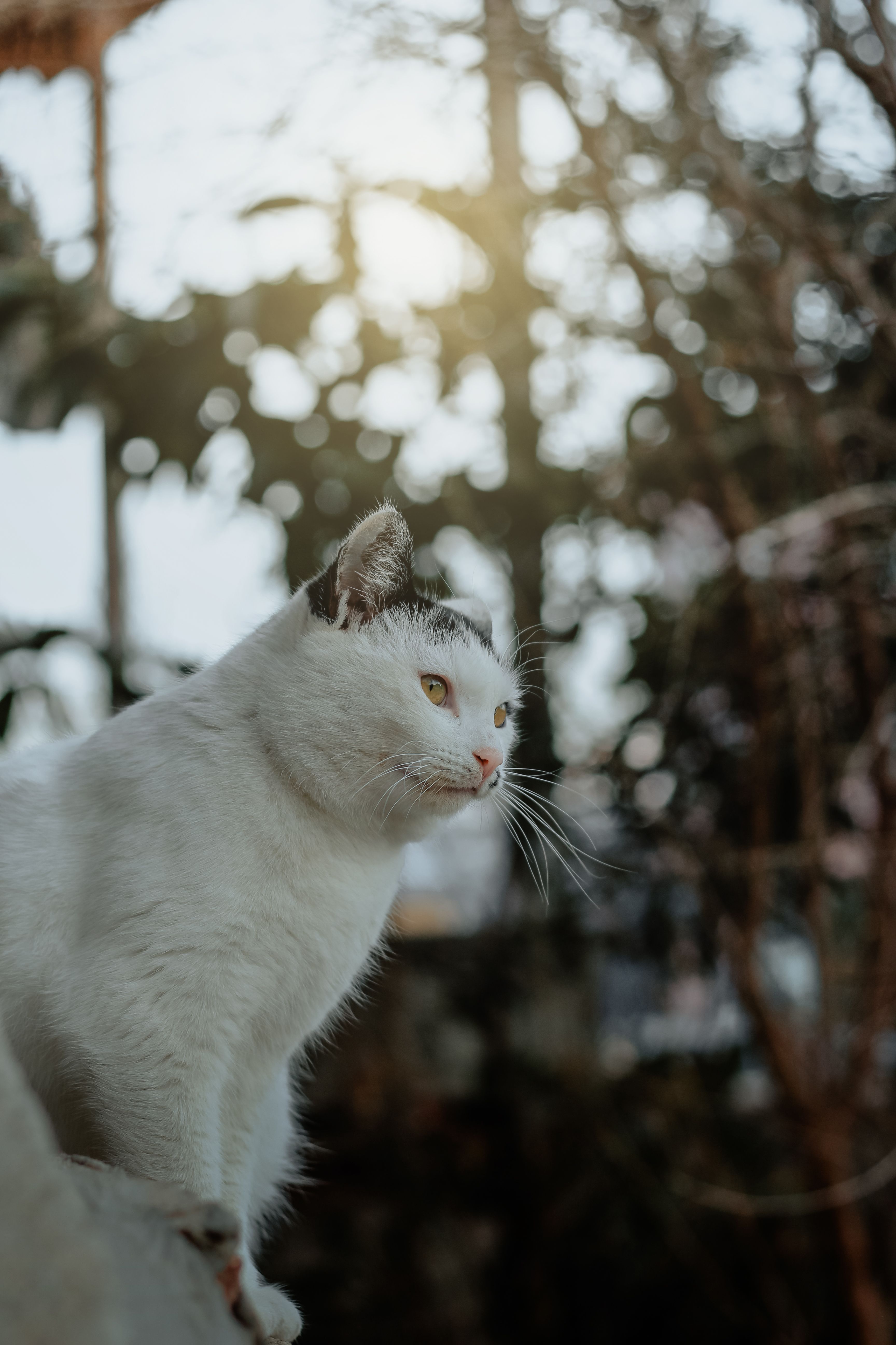 Close up of White Cat · Free Stock Photo
