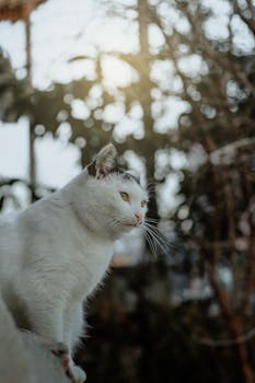 Charming white cat with alert gaze, basking in sunlit outdoor setting.