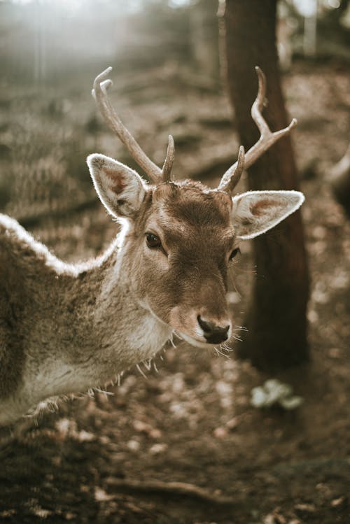 Close-up of a Deer Buck
