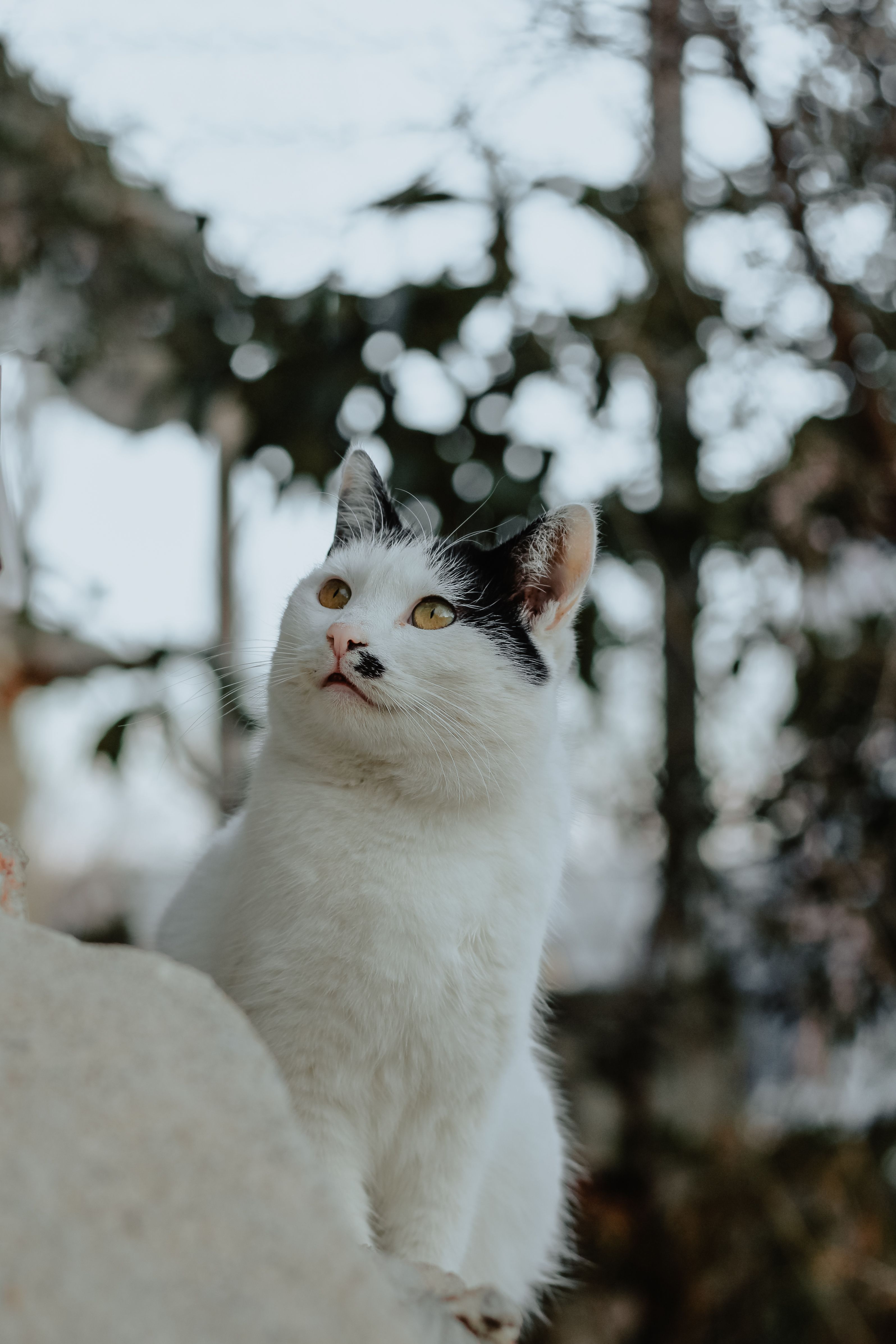 Close up of Cat · Free Stock Photo