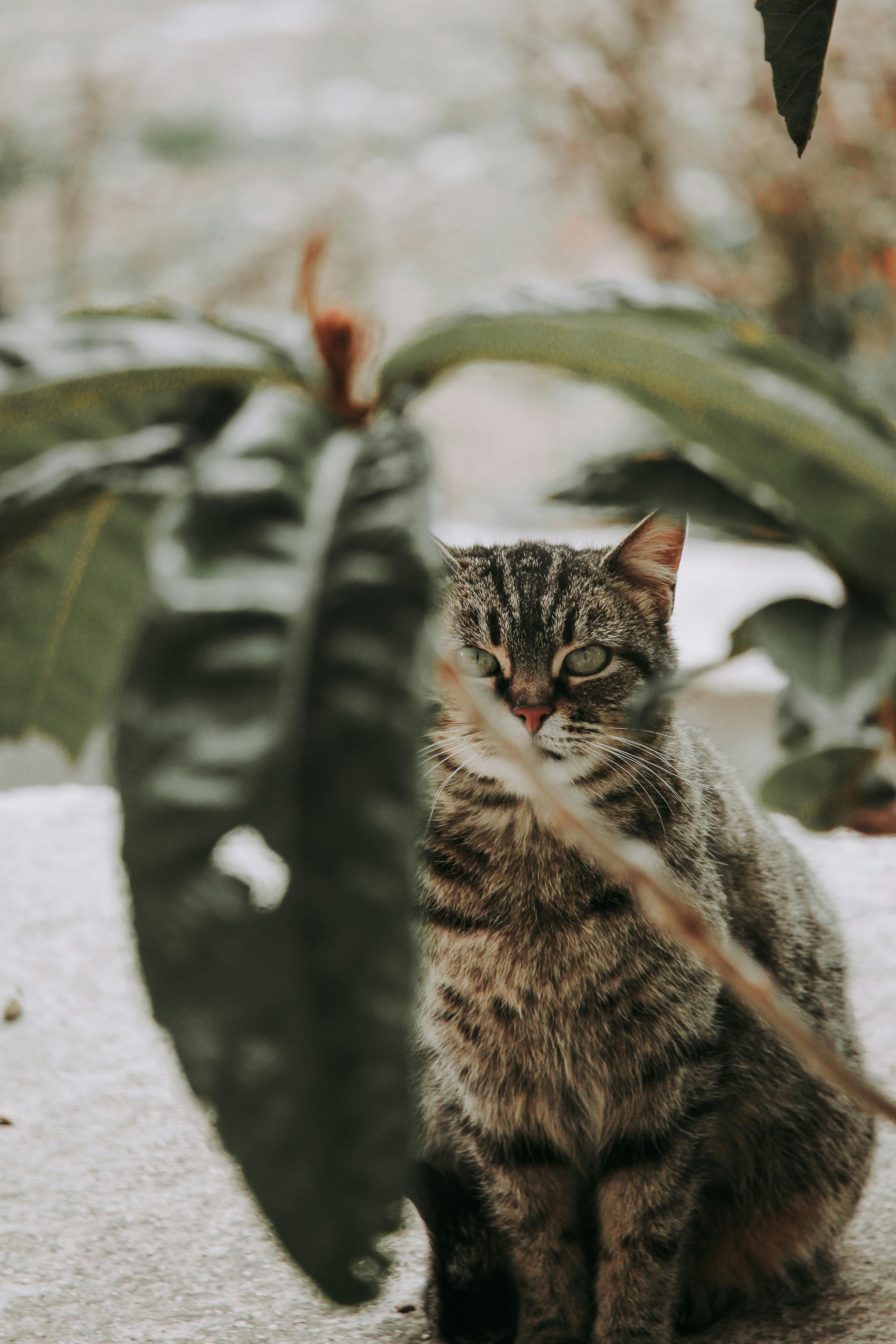 A captivating tabby cat peeks through leaves, set in a tranquil outdoor scene.