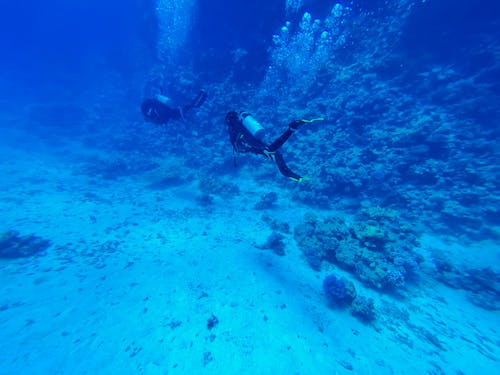 Divers Swimming Under Water in Ocean