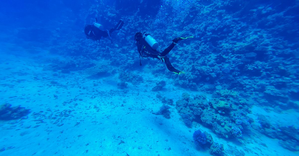 Explorer les Meilleures Plateformes de Plongée et Expériences Subaquatiques Incontournables