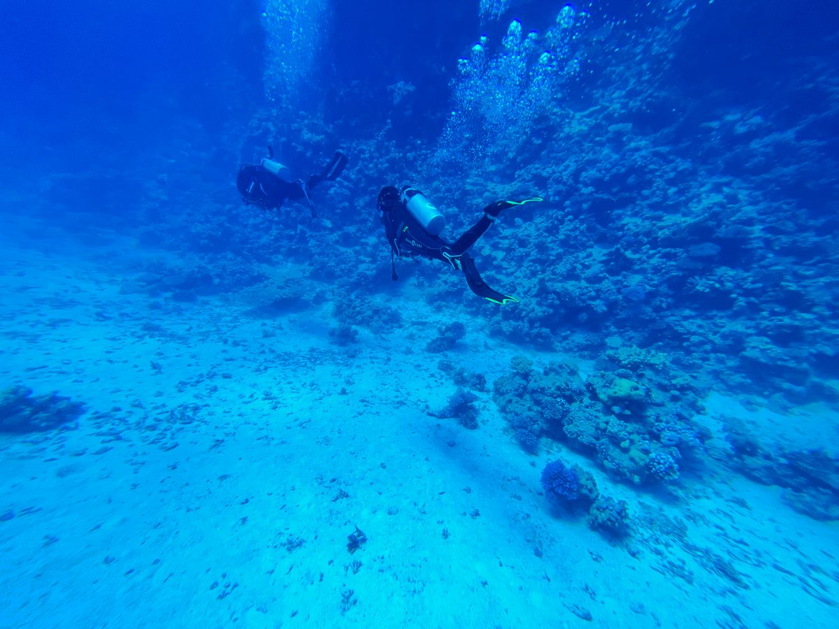 Divers exploring a coral reef underwater