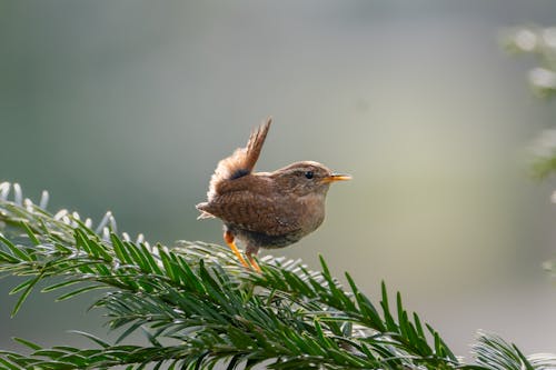 Small Bird in Nature