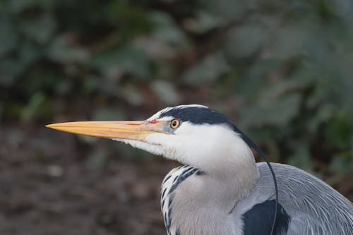 Grey Heron Bird