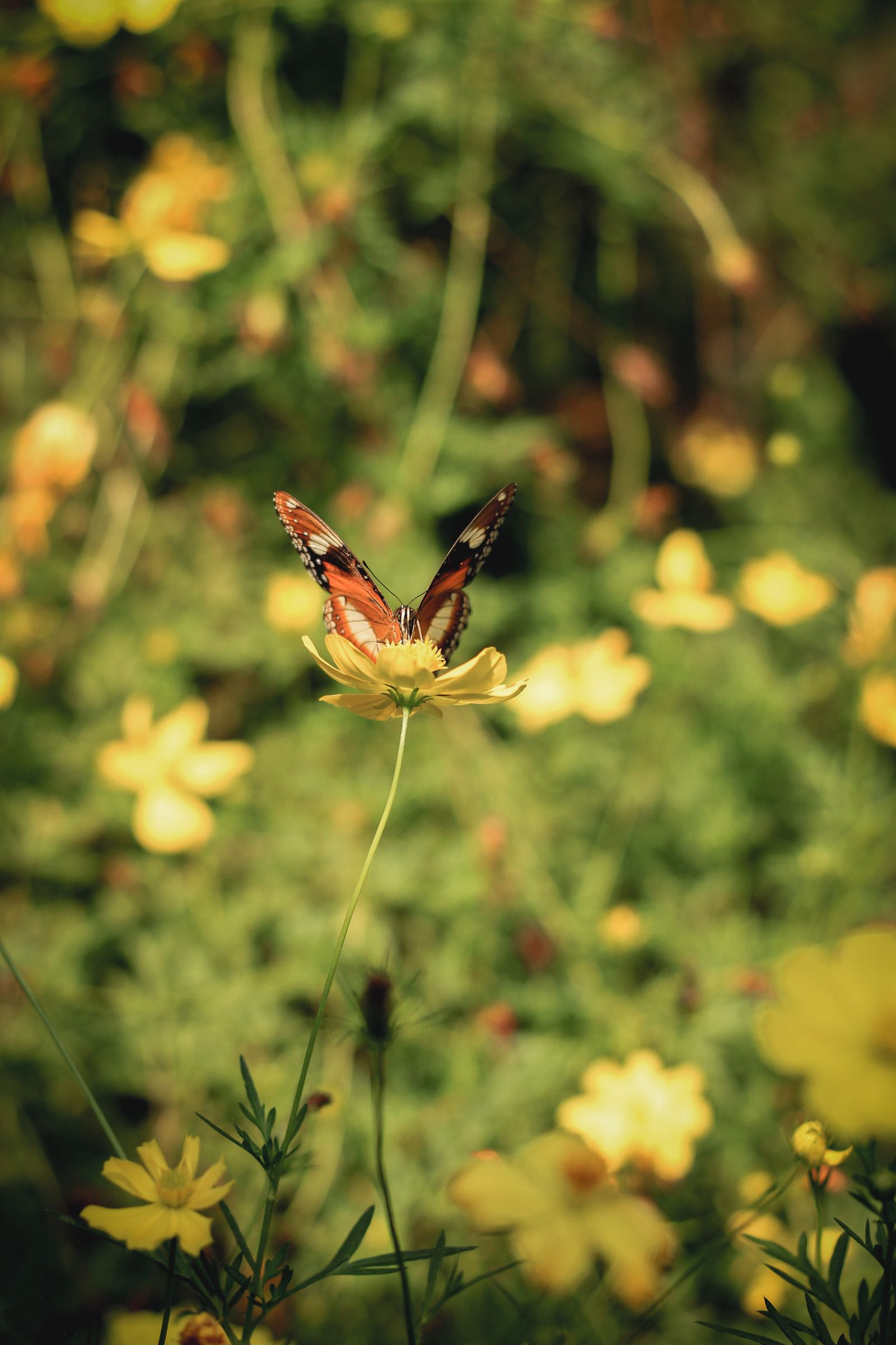 Orange butterfly resting on a yellow flower