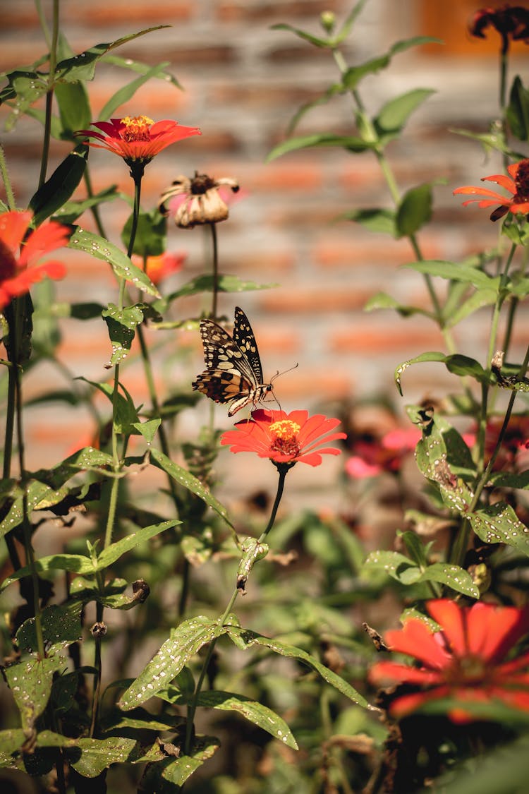 Butterfly And Red Flowers