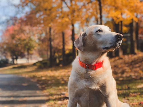 Fotografi Fokus Dangkal Anjing Labrador Kuning Dewasa Yang Duduk Di Pinggir Jalan Di Siang Hari