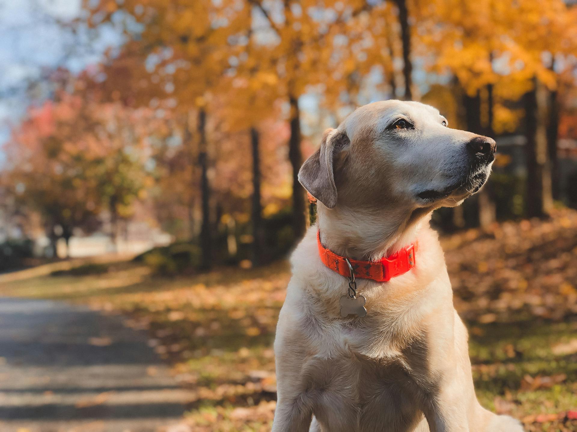 Fotografi av en vuxen gul labrador som sitter vid vägkanten på dagtid