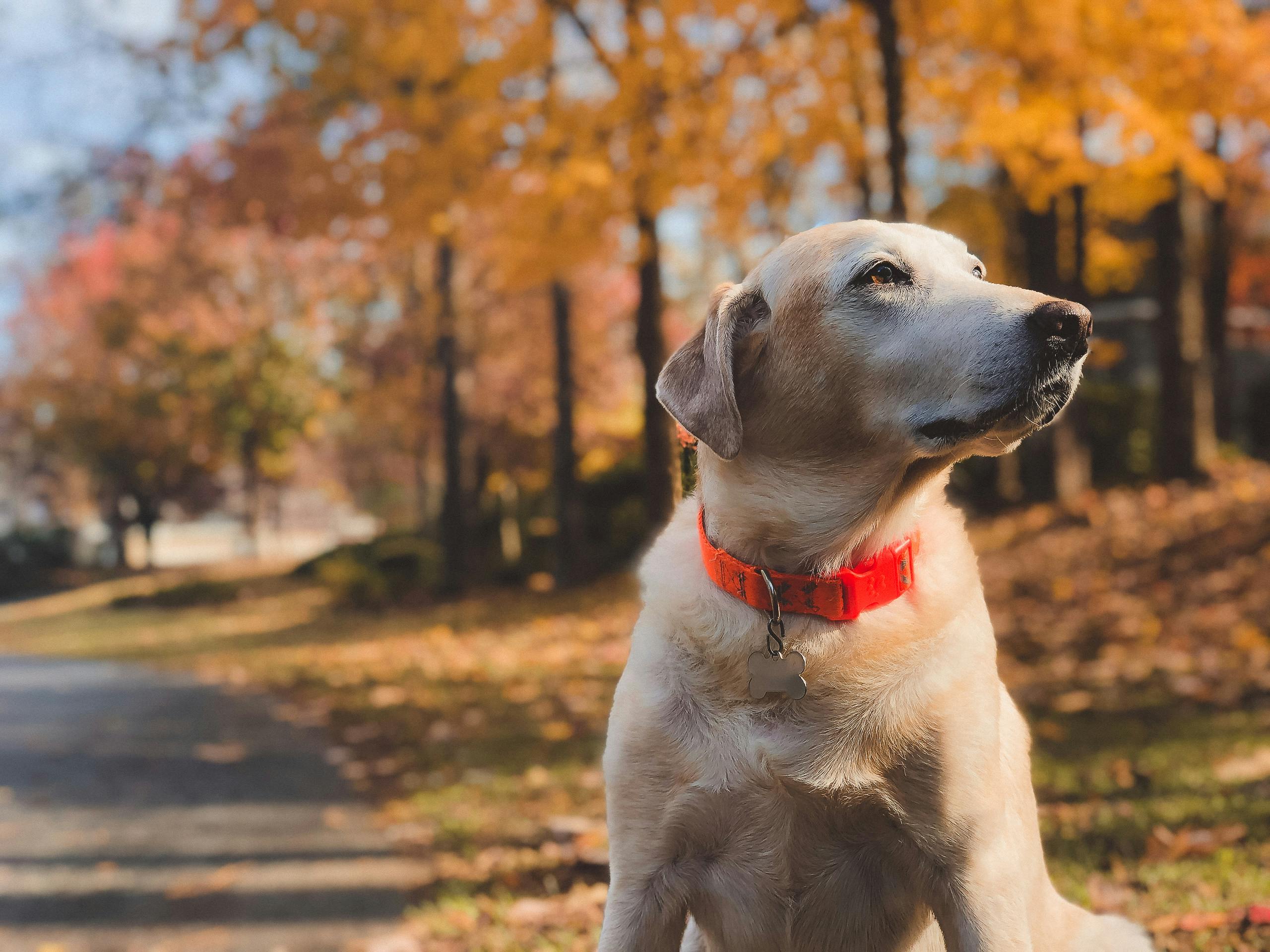 Shallow Focus Photography Of Adult Yellow Labrador Retriever Sitting On Roadside During Day