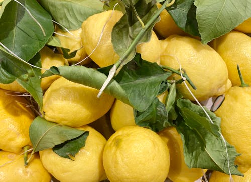 Fresh organic lemons with leaves.