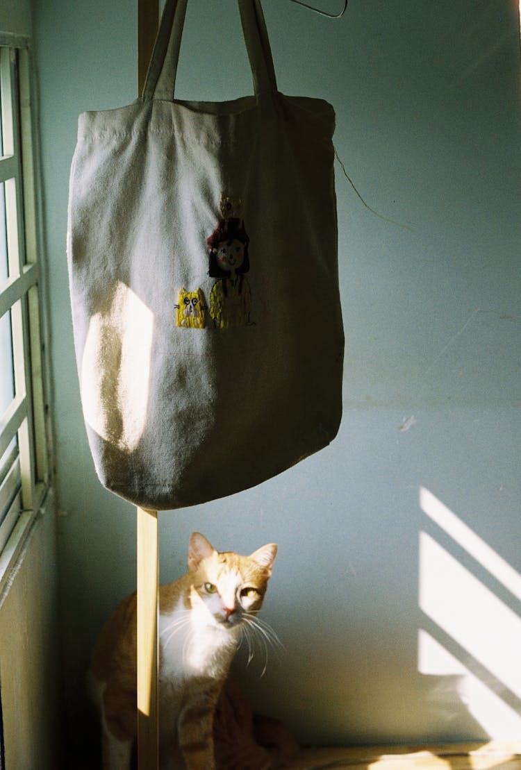 Cute Cat Near Wall At Home