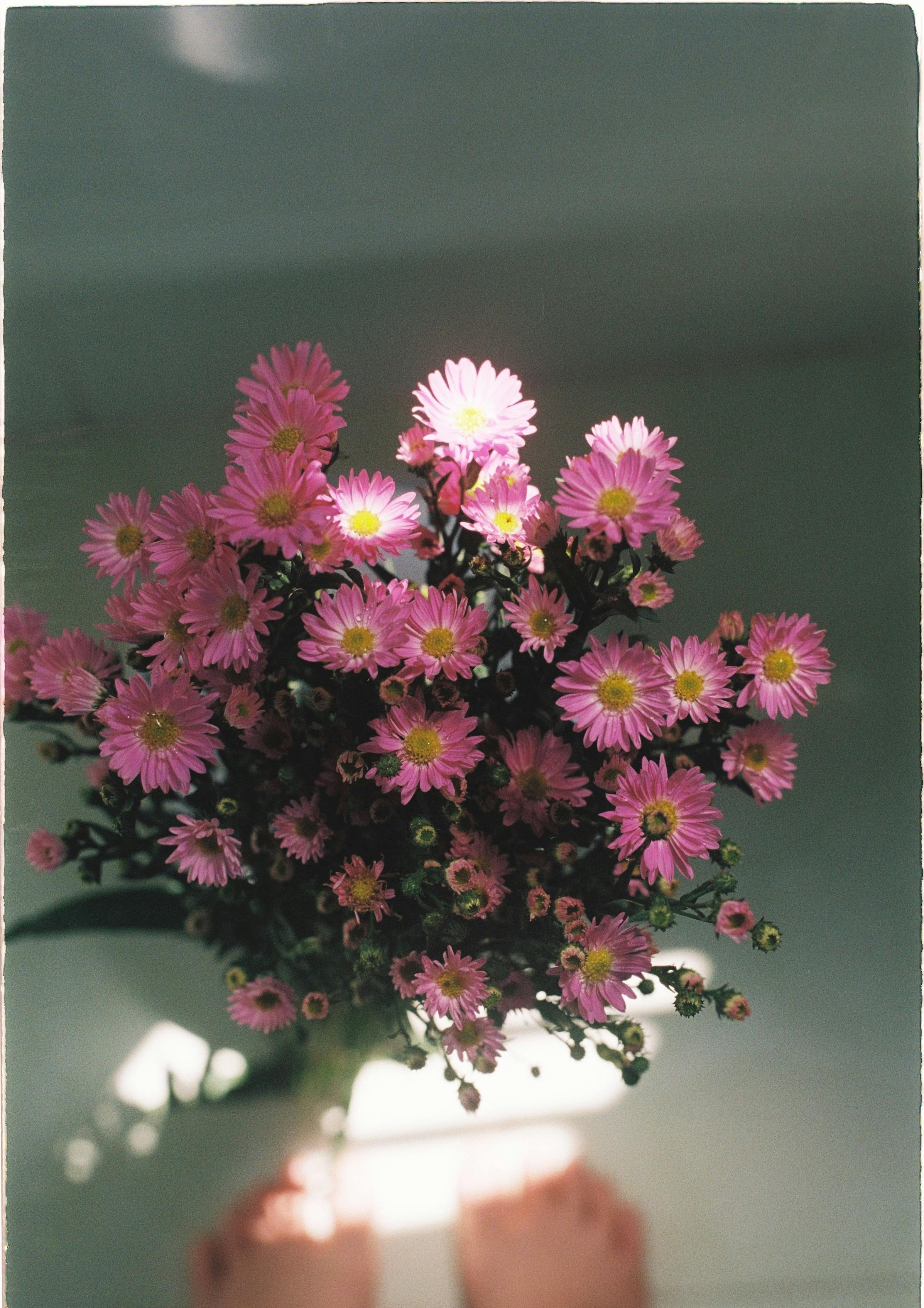 [ColoSach]-a-vibrant-bouquet-of-pink-chrysanthemums-lit-by-warm-sunlight,-casting-soft-shadows.