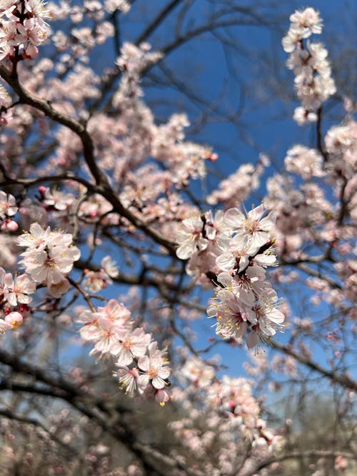 Fotos de stock gratuitas de primavera, sakura