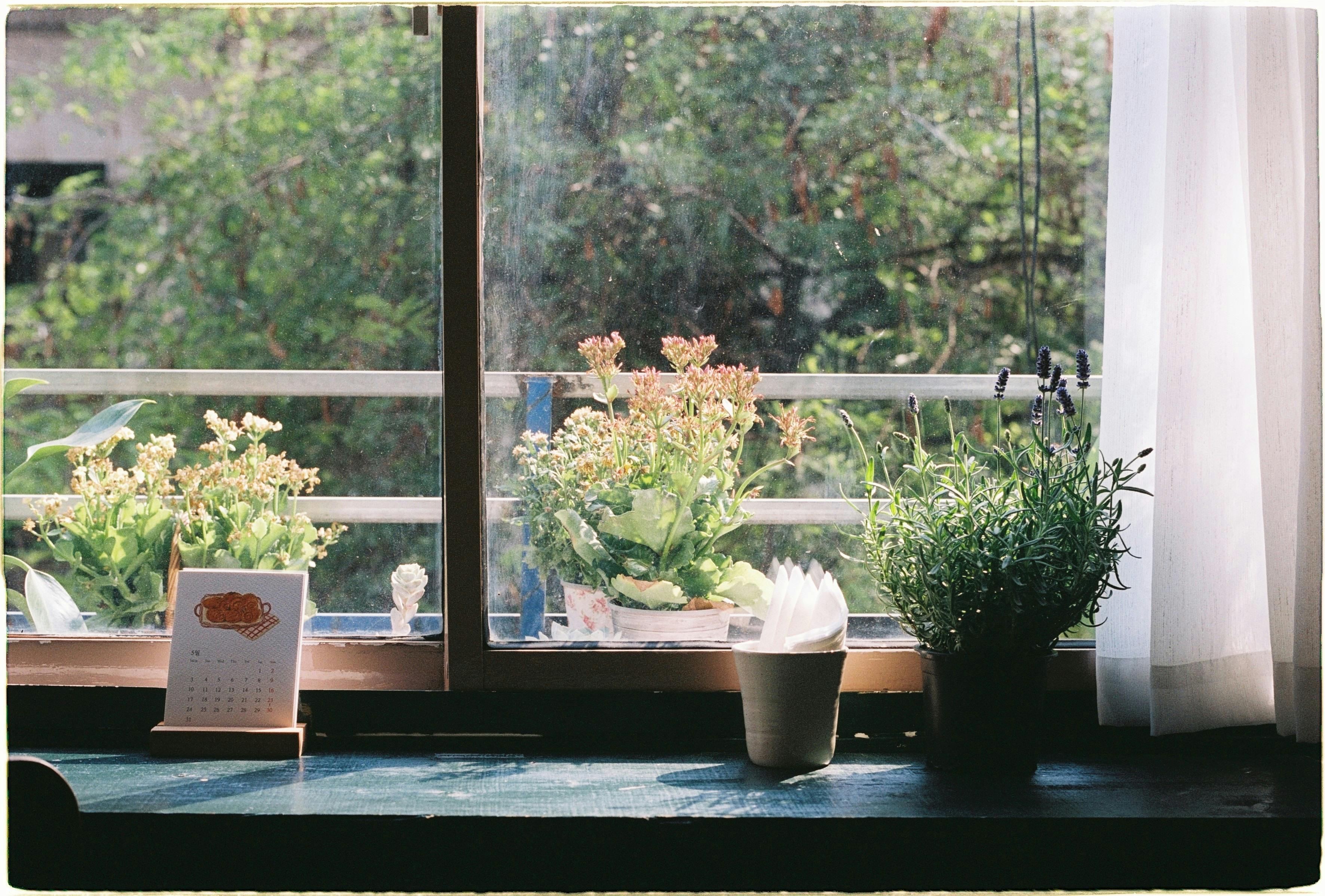 Sunlit windowsill featuring potted plants and a calendar, creating a peaceful indoor scene.