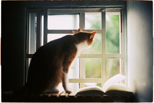 インテリア, おもしろい, オレンジ色の猫の無料の写真素材