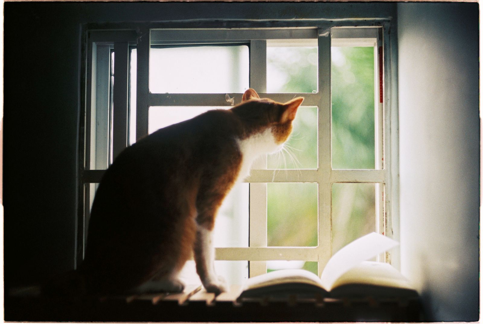 Photograph of a subtle animal-services scene