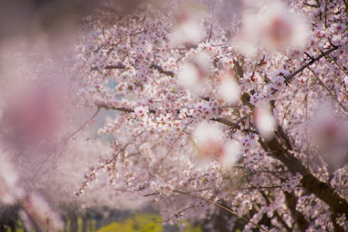 Foto profissional grátis de árvore, cereja, cor-de-rosa