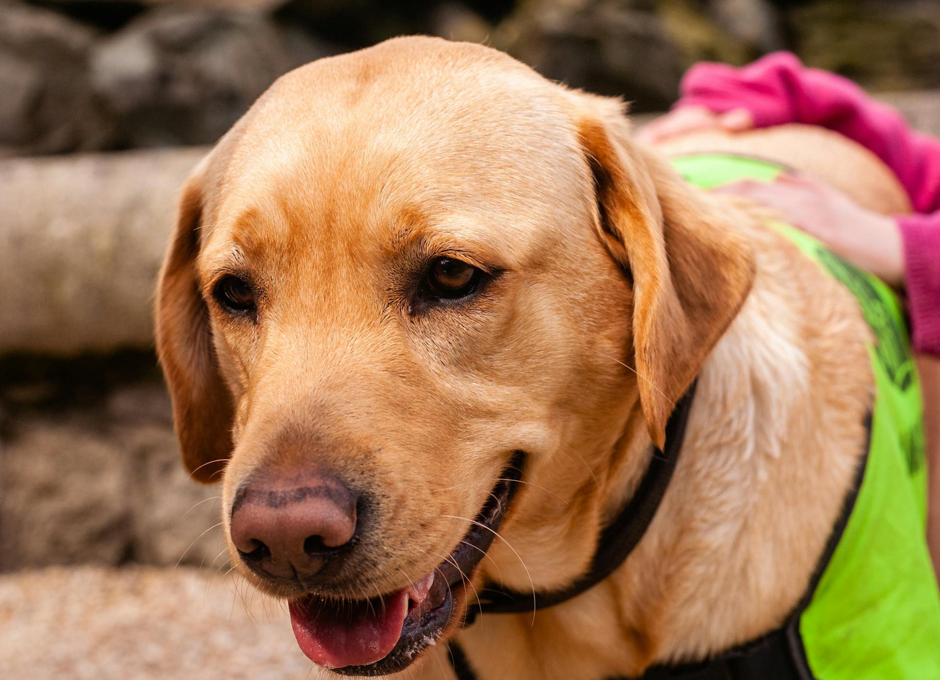 Head of Labrador Retriever