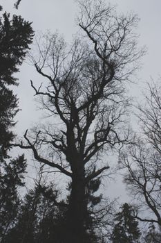 A striking silhouette of leafless trees against a gray winter sky, conveying a moody natural scene.