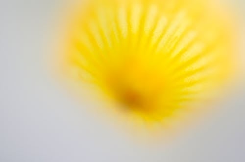 Kostenloses Stock Foto zu frühling, frühlingsblüten., gelb