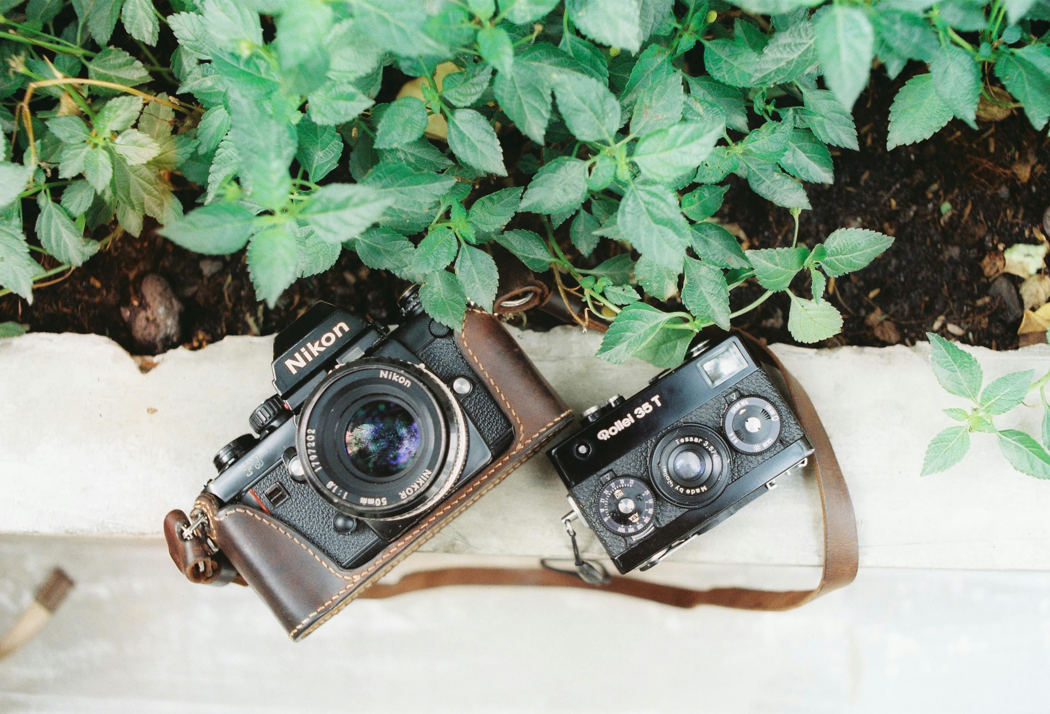 Top view of vintage cameras surrounded by lush green plants, evoking nostalgia.