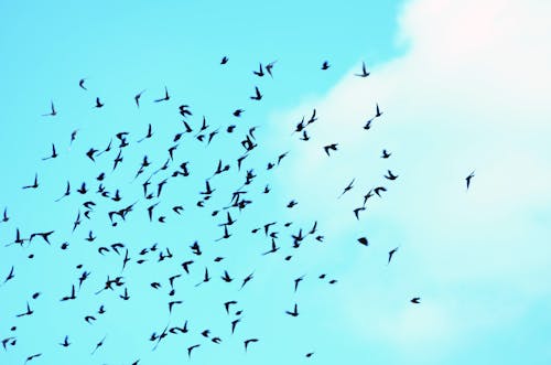 Kostenloses Stock Foto zu birds_flying, blauer himmel, fliegender vogel