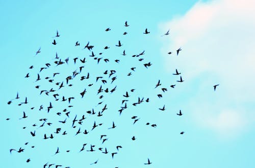 Kostenloses Stock Foto zu birds_flying, blauer himmel, fliegender vogel