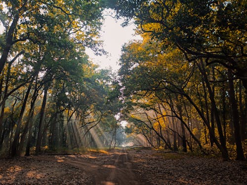 Dirt Road in Forest