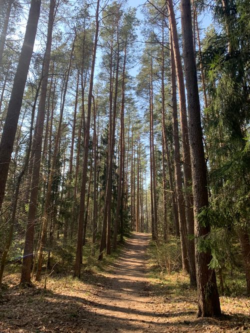 Free A serene forest path amidst tall pine trees under a clear blue sky. Stock Photo
