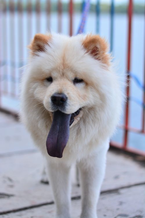 Free Adorable white Chow Chow dog with a fluffy coat and distinctive purple tongue standing in an outdoor setting. Stock Photo
