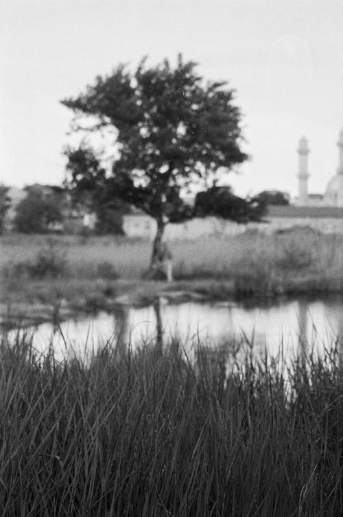 Základová fotografie zdarma na téma černobílý, příroda, rybník