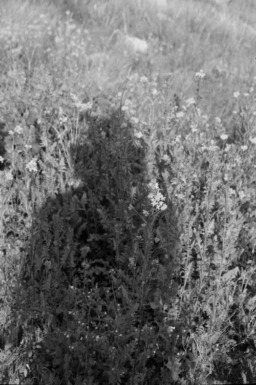 Free Monochrome image capturing a shadow silhouette amidst wildflowers in a meadow. Stock Photo