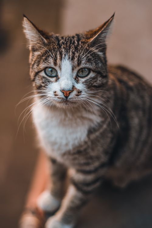 Free Detailed close-up of a striped cat staring intently, ideal for pet-themed designs and wallpapers. Stock Photo