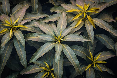 Darmowe zdjęcie z galerii z egzotyczny, krzaki, liście