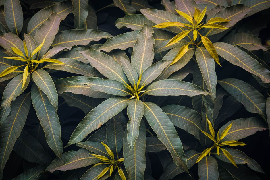 High-angle view of vibrant mango leaves showcasing rich greens and yellows.