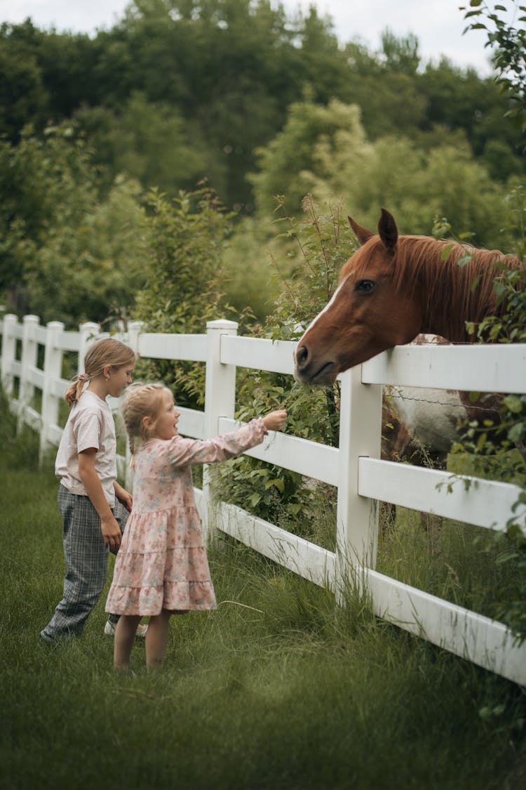 Blond Girls Feeding A Horse Behind A White Fence