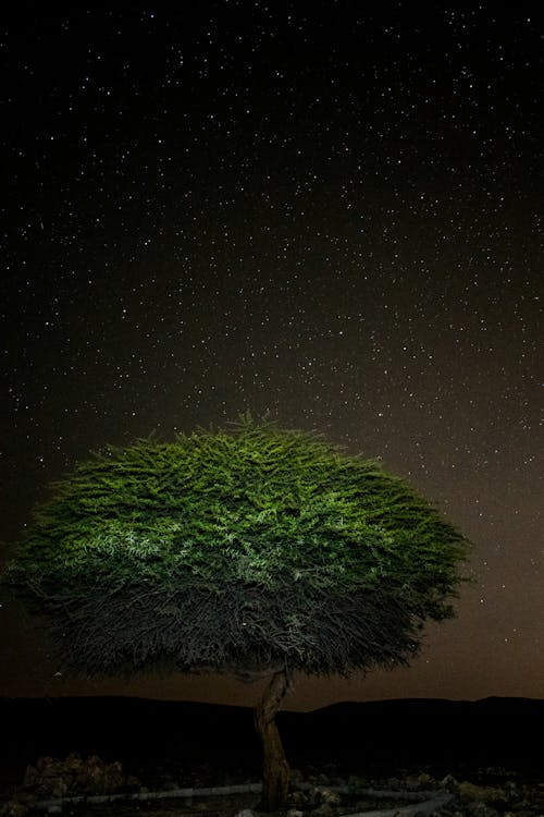 Stars on Clear, Night Sky over Single Tree