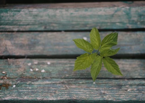 Fotos de stock gratuitas de creciendo, crecimiento, de madera