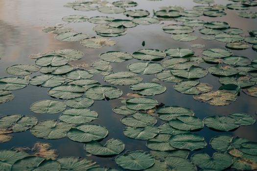 pond