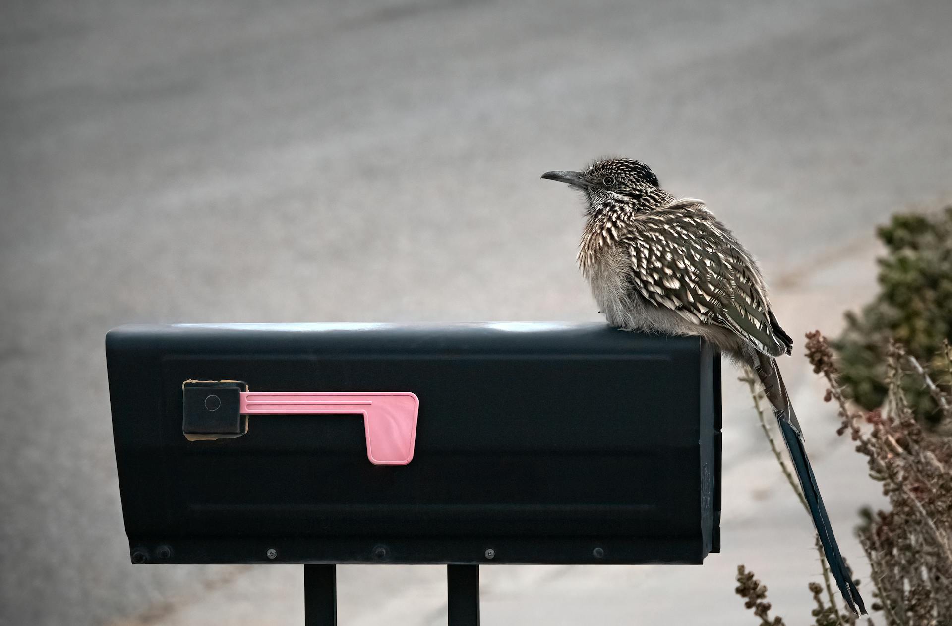 Roadrunner Bird Sitting on Black Mailbox