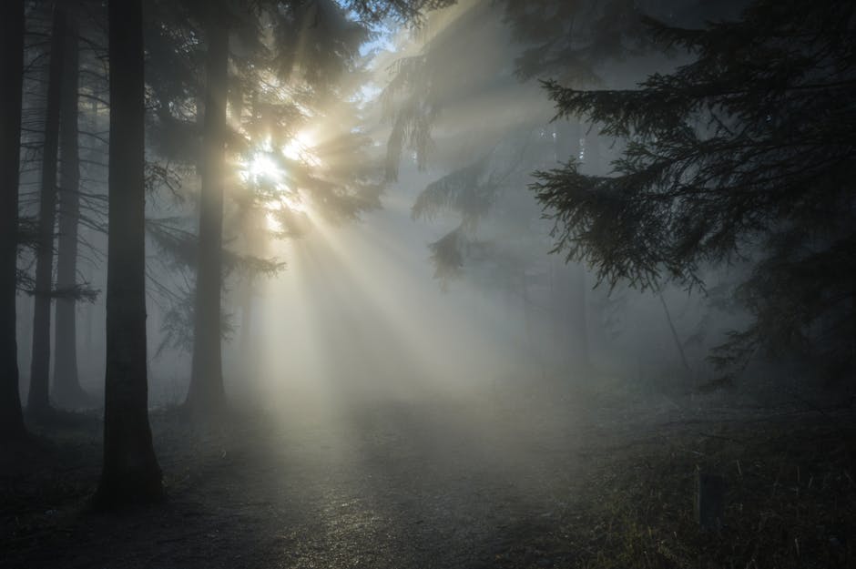 Sun Rays Through the Tree Leaves and Mist
