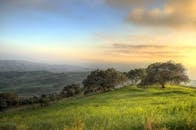 Trees Surrounded by Green Grass Field during Daytime