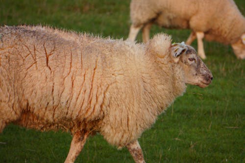 Základová fotografie zdarma na téma baby ovce, bílá, farma