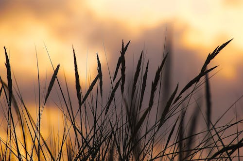 日落期間小麥的剪影照片